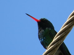 Chlorostilbon lucidus