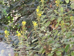 Hemichaena coulteri