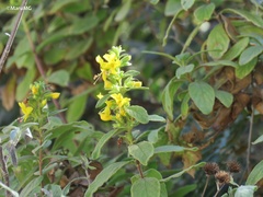 Hemichaena coulteri