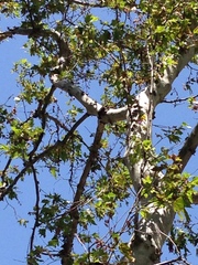 Dryobates nuttallii