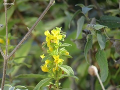 Hemichaena coulteri