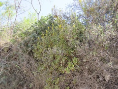 Hemichaena coulteri