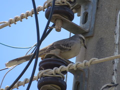 Mimus saturninus
