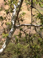 Dryobates nuttallii