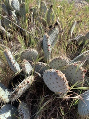 Opuntia basilaris treleasei
