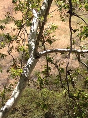 Dryobates nuttallii