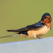 Barn Swallow - Photo (c) Mdf, some rights reserved (CC BY-SA)