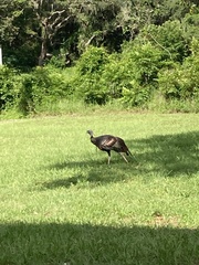 Meleagris gallopavo osceola