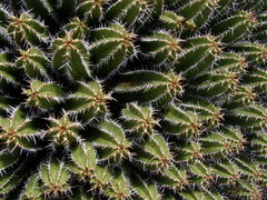 Euphorbia officinarum echinus