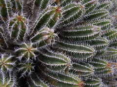 Euphorbia officinarum echinus