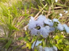 Ageratum houstonianum
