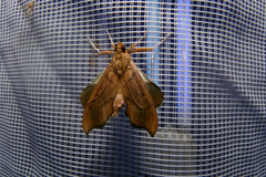 Anarmodia