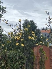 Magnoliopsida