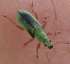 Polydrusus impressifrons