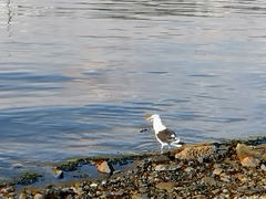 Larus dominicanus