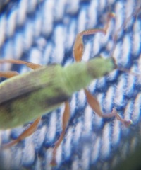 Polydrusus impressifrons