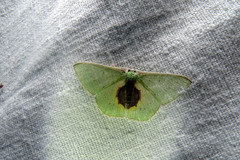 Image of Nemoria interlucens