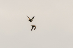 Pterocles orientalis orientalis