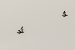 Pterocles orientalis orientalis