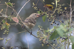 Camarhynchus psittacula