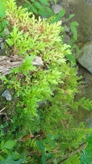 Selaginella repanda