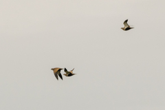 Pterocles orientalis orientalis