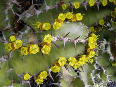 Euphorbia pseudocactus