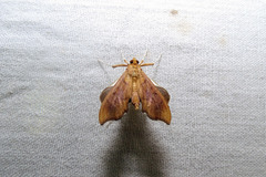 Anarmodia