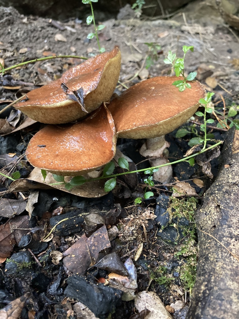Suillus luteus · March 2022 · photo: © julianazuluaga-carrero (iNaturalist, cc-by-nc)
