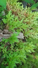 Selaginella repanda