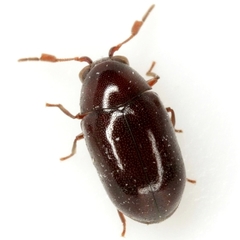 Calymmaderus nitidus