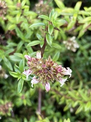 Galianthe bogotensis