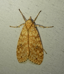 Lophocampa maroniensis