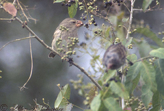Camarhynchus psittacula