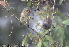 Camarhynchus psittacula