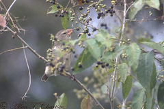 Camarhynchus psittacula