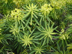 Euphorbia balsamifera image