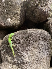 Phelsuma