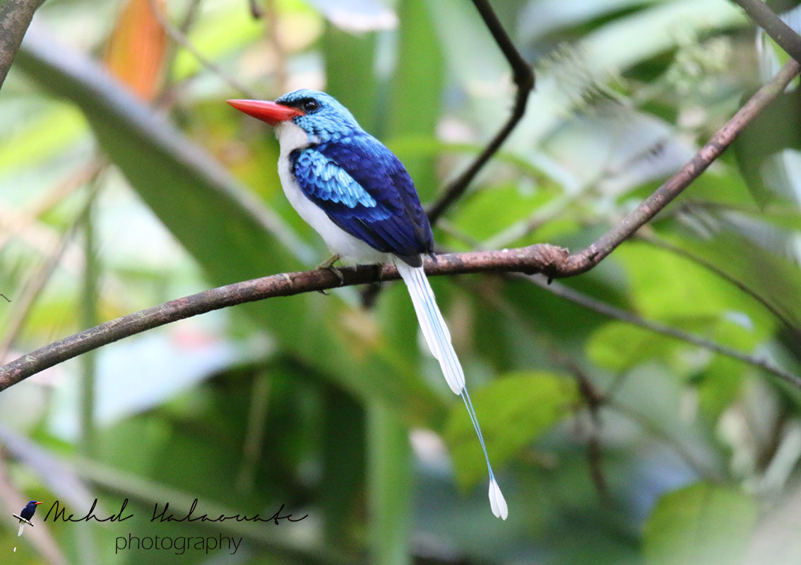 Biak Paradise-Kingfisher illustration