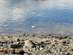 Chroicocephalus maculipennis