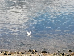 Chroicocephalus maculipennis