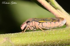 Oncometopia tucumana