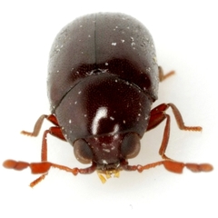 Calymmaderus nitidus