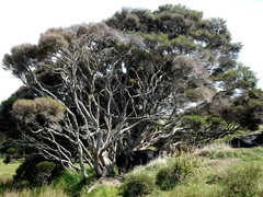 Kunzea amathicola