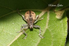 Naupactus versatilis