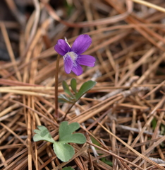 Viola septemloba