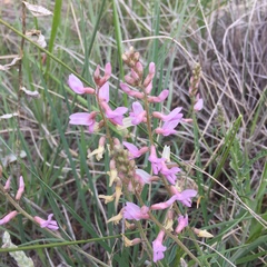 Astragalus flexuosus
