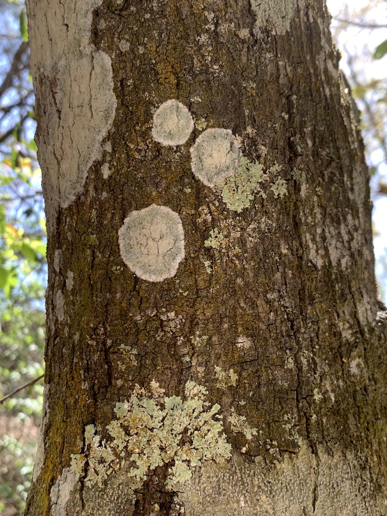 Whitewash Lichen from Chautauqua Park East, Clearwater, FL, US on March