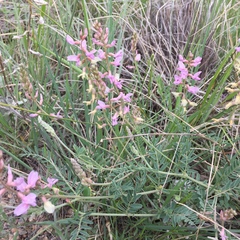 Astragalus flexuosus