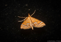 Musotima ochropteralis